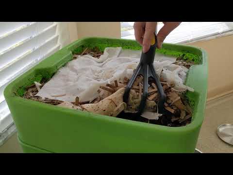 Hot Frog Living Composter Day 152 - Mini Fasting Check In - Vermicomposting