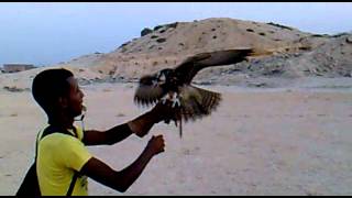 preview picture of video 'falconry the first day from training my lanner falcon'