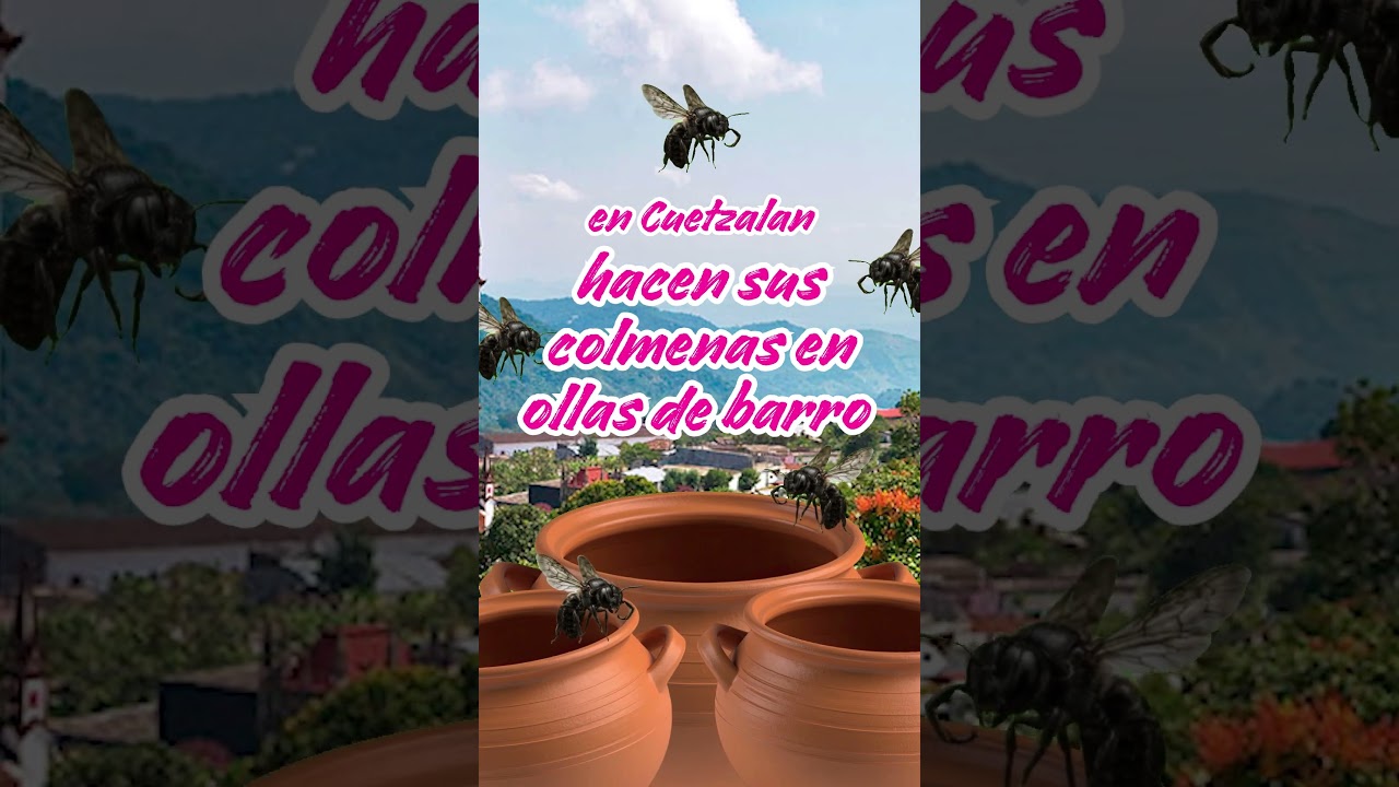 Este Día Mundial de las Abejas, reconocemos a nuestras abejas mexicanas 😎