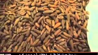Dari Afghan Fruit Export to Dubai