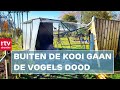 Auto rijdt in op volière: vogels gevlogen | RTV Drenthe