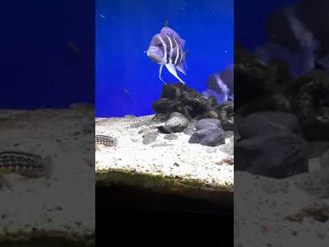 Incubating Frontosa Blue Zaire Moba Kąpino