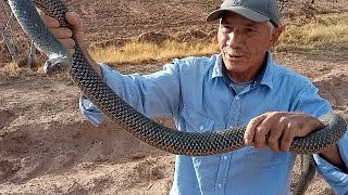 اطول ثعبان قوي وشرس امسكت به في واد فينت ورزازات نسال الله السلامه😱😢