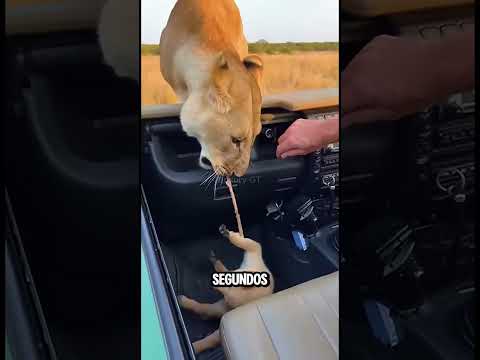 Esta leona se subió a su jeep🦁💔 #shorts