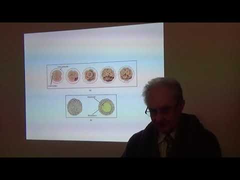 Embriologia 02 Przesłanie zarodka i płodu ludzkiego