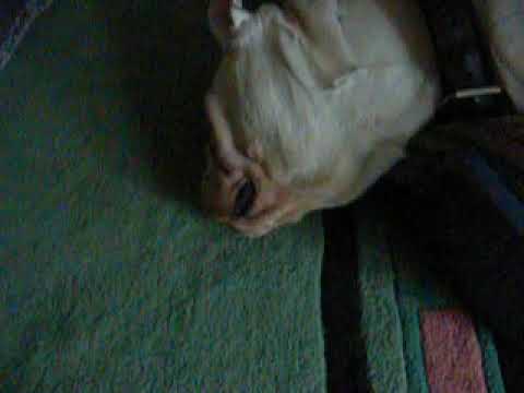 Die taube Englische Bulldogge Jenny das Schnarch Konzert