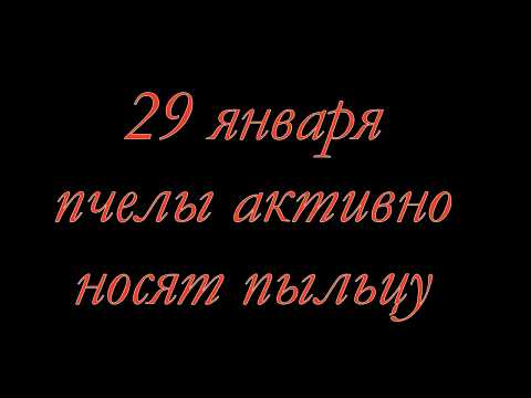 29 января пчелы активно носят пыльцу