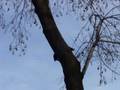 Pileated Woodpeckers Dancing