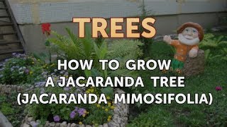 How to Grow a Jacaranda Tree (Jacaranda mimosifolia)