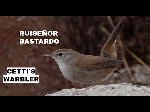 RUISEÑOR BASTARDO | CETTS WRABLER | Ce