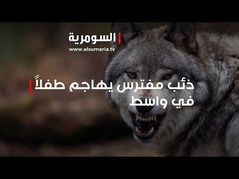 شاهد بالفيديو.. للمرّة السابعة   ذئب مفترس يهاجم طفلاً في واسط
