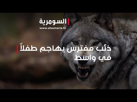 شاهد بالفيديو.. للمرّة السابعة   ذئب مفترس يهاجم طفلاً في واسط