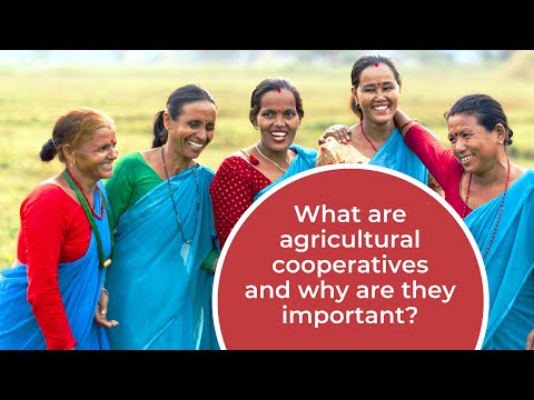Farming Cooperatives: The Power of Working Together - Heifer International