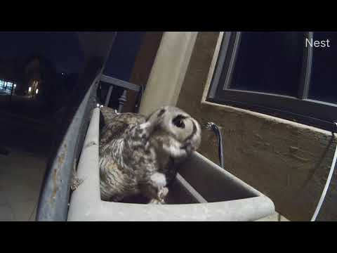 S8 |  Delivery of food. See all 3 babies.  Amari feeds himself.