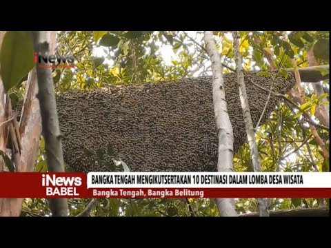 WISATA HUTAN PELAWAN DIIKUTKAN LOMBA DESA WISATA NASIONAL