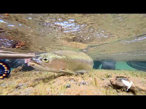 Pesca con Mosca Lago Cholila Chubut Argentina El Pedregoso Lodge y Patagonia Steppe Aguas Arriba 