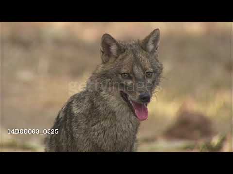 Home Alone (QuiggC1 Mammal Style) Part 18: "Do You Do Ironing?," Too Hot To Handle