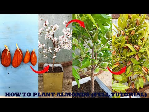 How to grow an almond tree at home - the most complete instructional video on planting almonds