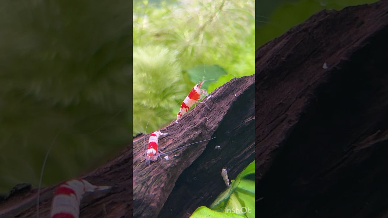 ビーシュリンプと過ごす穏やかな日常