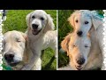 Golden Retriever Puppy Becomes Seeing Eye Dog For A Blind Senior Dog
