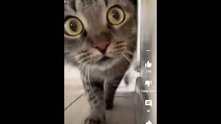 Download lagu kucing comel  🐈🐈🐱🐱 mp3