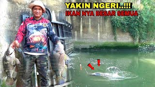 Download lagu I'M SURE IT'S SCARY Fishing at this spot, I'll catch a super big tilapia fish several times on th... mp3