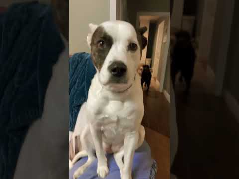 BLR GANG #pug #funny #puppy