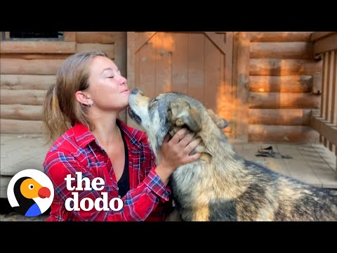 Woman Rescues The Friendliest Wolf Dog | The Dodo