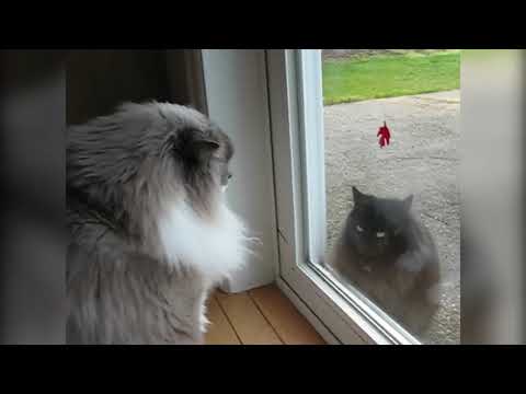 CATS VS  GOATS & MORE Epic Animal Fight Videos of 2020 Weekly Compilation   ep.47