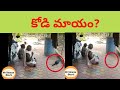 కోడి మాయం hen disappeared