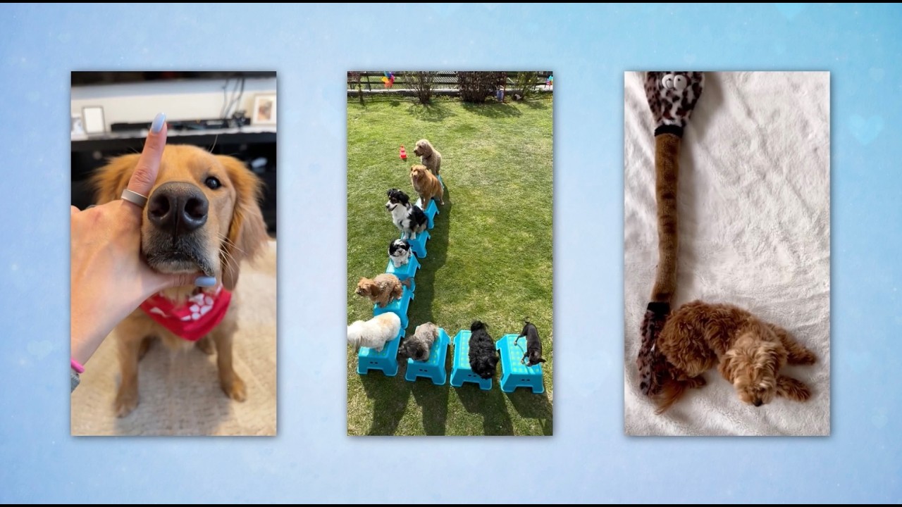 Michael Bublé - L.O.V.E.  [Official Fan Video]