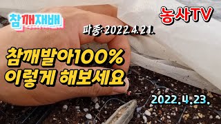 참깨농사, 참깨 하루만에 100% 발아  했습니다. 이렇게 해보세요  참깨 100% 발아 됩니다.[농사TV]