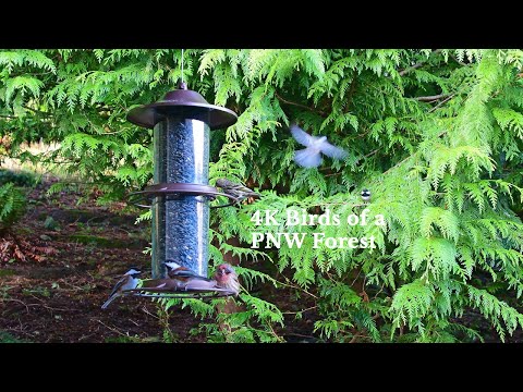 4K Backyard Birds of the Pacific Northwest
