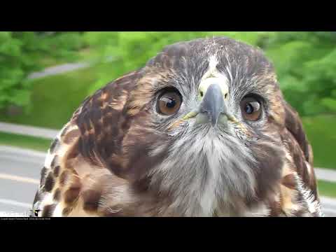 H3 Gets Up Close And Personal With Cornell Hawks Cam – June 20, 2018