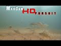 Video Thumbnail for Multi Species INSANELY Clear Underwater Footage! Marcum HD Pursuit Ice Fishing