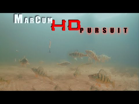 Multi Species INSANELY Clear Underwater Footage! Marcum HD Pursuit Ice Fishing