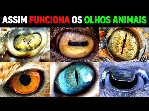 Why Do Animal Eyes Look So Strange?