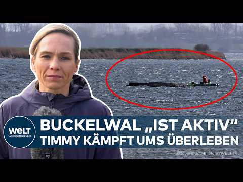 Video Thumbnail: DEUTSCHLAND: Sperrzone um Buckelwal Timmy vor Insel Poel – Experten sehen kaum Hoffnung