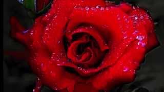 &quot;A Rose For Emily&quot; - The Zombies