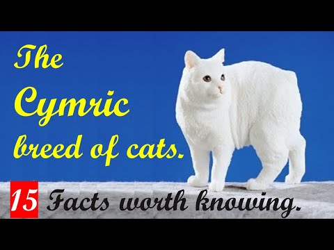 The Cymric breed of Cats. 15 Facts worth knowing