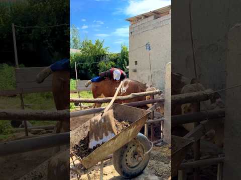 Fermer🧑‍🌾 daily farming🐂