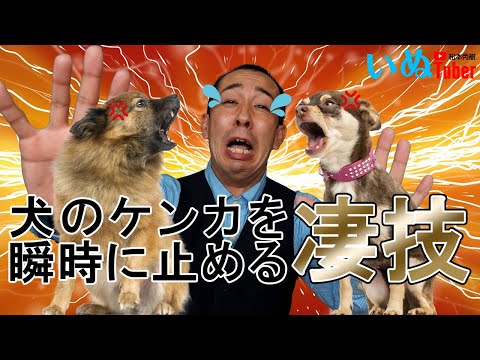 犬の喧嘩を終わらせる方法