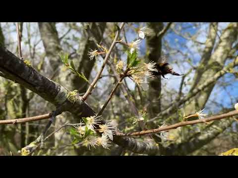 Kirschpflaume/türkische o. persische Pflaume/"Myrobalane" in  (Prunus cerasifera) Norddeutschland