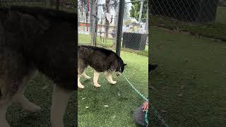 Video preview image #1 Siberian Husky Puppy For Sale in Pasadena, CA, USA