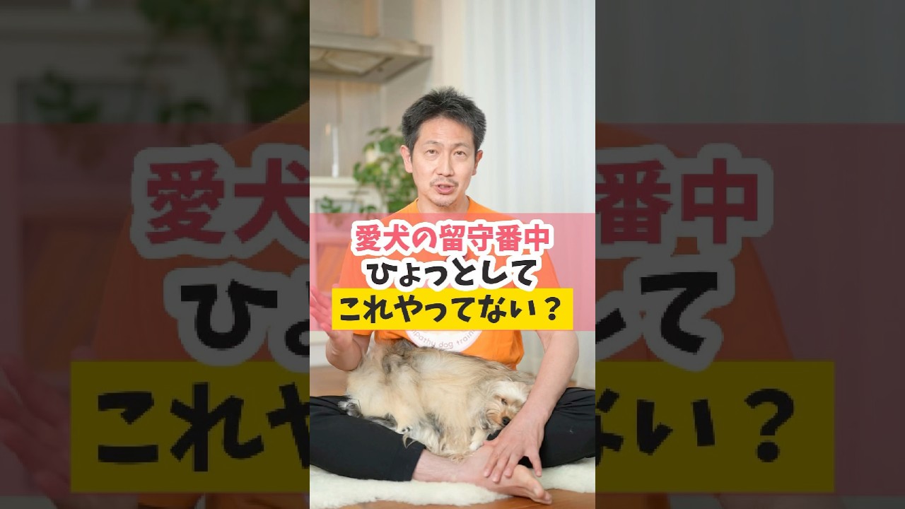 知らないとヤバい、ペットカメラの使い方#犬のいる暮らし #dog #犬