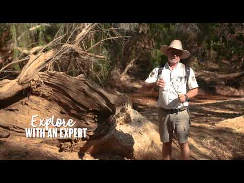 Cobbold Gorge Tours