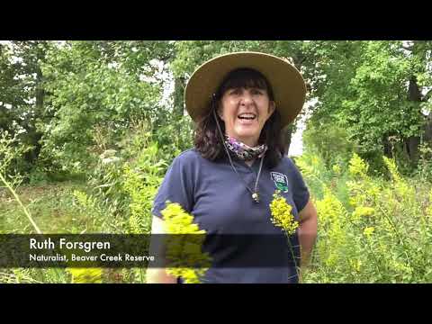 Trailside Treasures 11 - Bumblebees