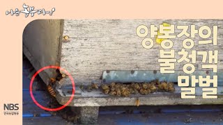[나는농부다 268회] 양봉장의 불청객 말벌