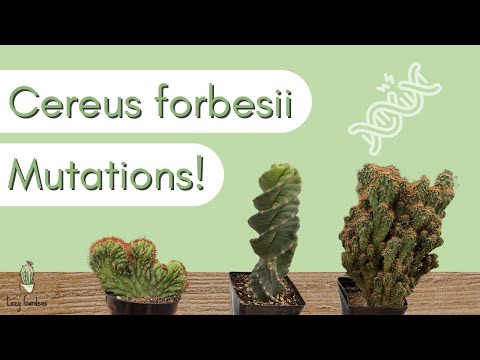 Forms of Cereus forbesii | Spiral Cactus, Monstrose, and Crested Mutations
