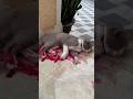 My Cat Is Hurt Cat Pets Animals Shorts
